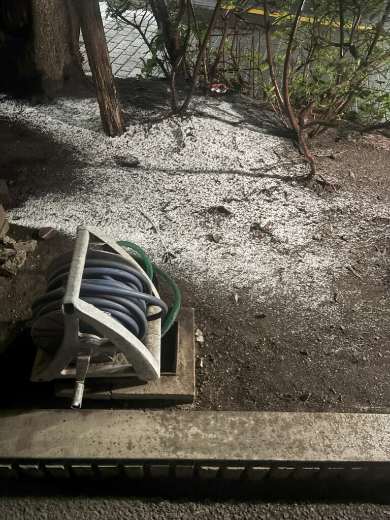 植え込みに雪が積もり始めている様子